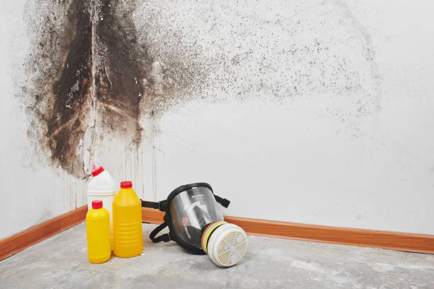 Certified Mold Removal in Lower Lake, CA