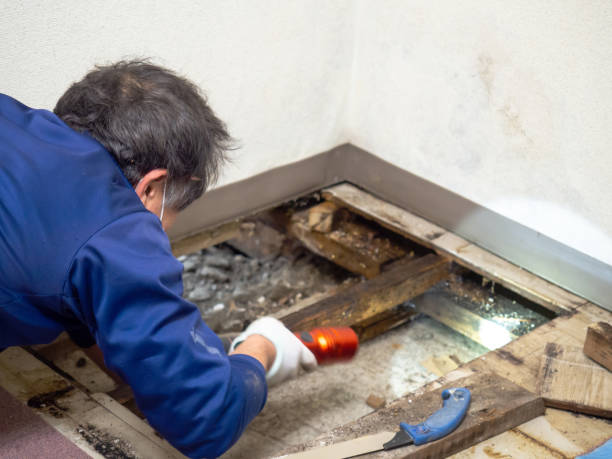 Best Home Mold Removal  in Lower Lake, CA