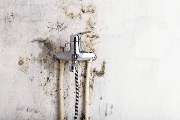 Best Best Mold Removal Companies  in Lower Lake, CA