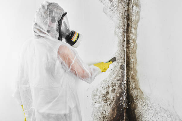 Best Mold Testing  in Lower Lake, CA