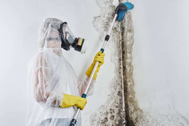Best Certified Mold Removal  in Lower Lake, CA