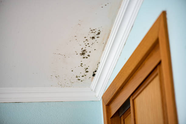 Water Damage Restoration in Lower Lake, CA