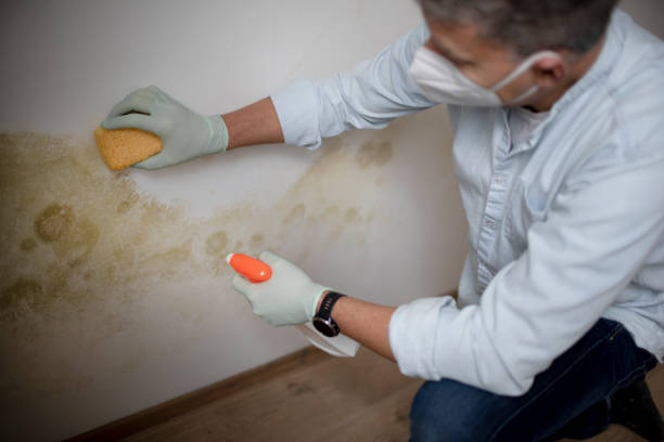 Best Professional Mold Removal  in Lower Lake, CA