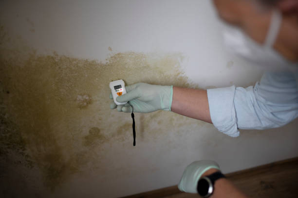 Best Mold Damage Repair  in Lower Lake, CA