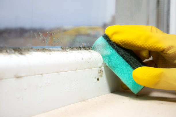 Best Mold Testing  in Lower Lake, CA
