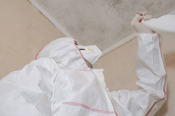 Attic Mold Removal in Lower Lake, CA