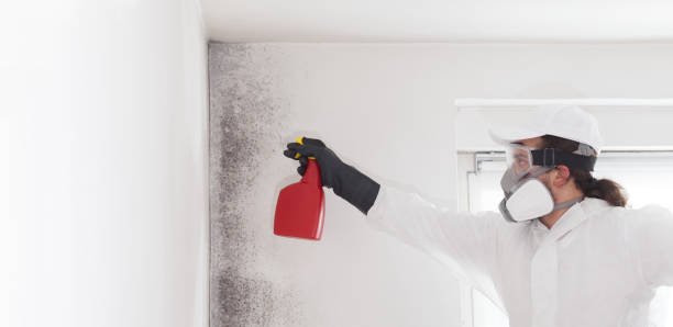 Best Local Mold Removal Service  in Lower Lake, CA