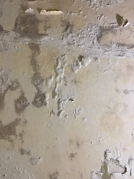 Best Emergency Mold Removal  in Lower Lake, CA