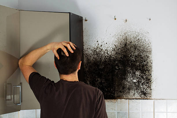 Best Fast Mold Removal  in Lower Lake, CA