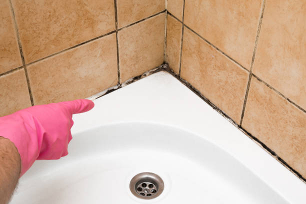 Best Commercial Mold Removal  in Lower Lake, CA